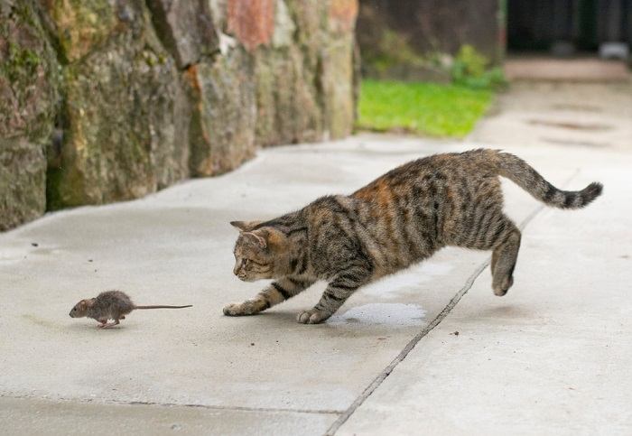 Immagine che evidenzia come le vocalizzazioni dei gatti possano imitare suoni simili a quelli delle loro prede, sottolineando i loro istinti di caccia e i loro metodi di comunicazione.