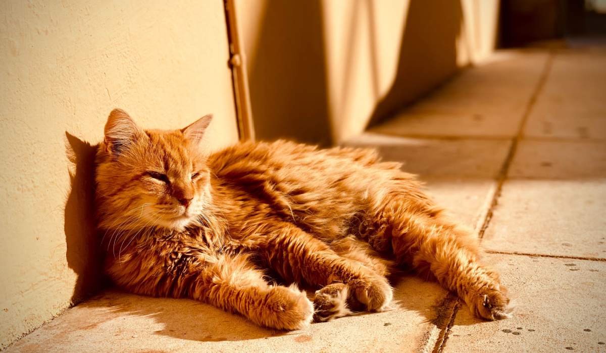 Un gatto si crogiola al sole, sdraiato comodamente e godendosi un bagno di sole.