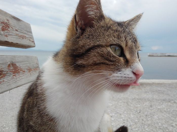 Affascinante immagine di un gatto con una giocosa posa "blep", con la lingua adorabile fuori, che cattura un momento bizzarro e carino.