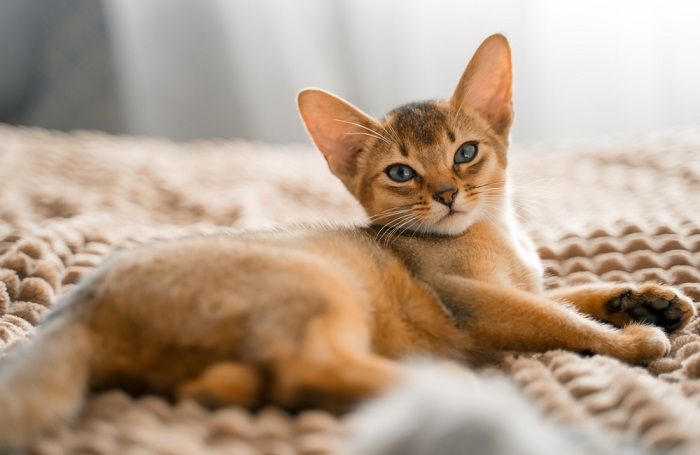 Bellissimo gatto marrone, che mette in mostra il colore unico del suo mantello e le sue caratteristiche sorprendenti.