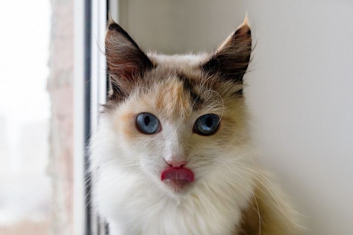 Immagine di un gatto colto in un grazioso momento di "blep", con la lingua che tira fuori in modo giocoso, aggiungendo un tocco di tenerezza alla sua espressione.