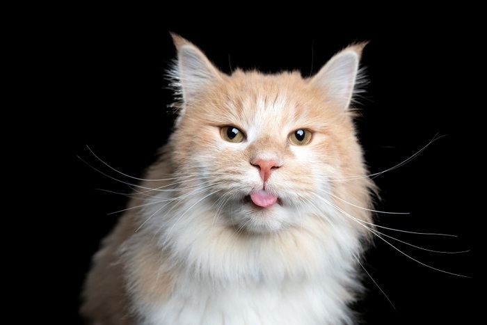 Immagine accattivante di un gatto in posa "blep", con la lingua teneramente sporgente, che mette in mostra un comportamento felino delizioso e bizzarro.