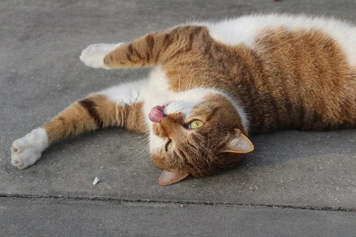 Affascinante immagine di un gatto con un'espressione "blep", la lingua che tira fuori in modo giocoso, che cattura un momento delizioso e bizzarro.