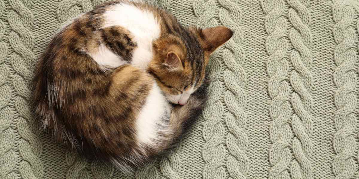 Immagine di un gatto rannicchiato a palla mentre dorme, simbolo di una posizione comoda e sicura per dormire.