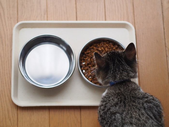 Gatto concentrato che mangia il suo pasto.