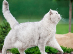 Collection of comical cat moments captured in various stages of playful mishaps, highlighting their charming and endearing nature.