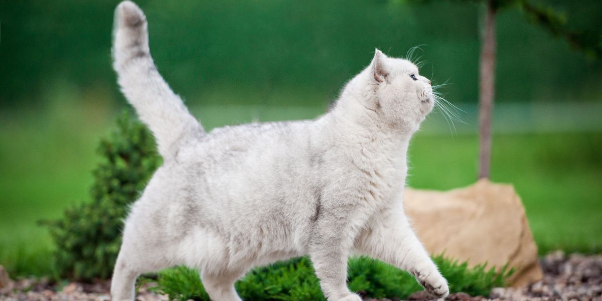 Raccolta di momenti comici di gatti catturati in varie fasi di giocosi incidenti, che mettono in risalto la loro natura affascinante e accattivante.