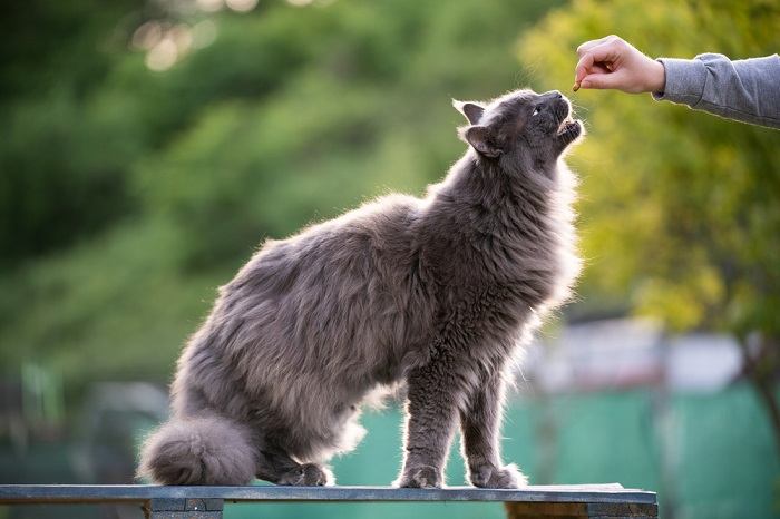 L'ora del pasto per un gatto, che dimostra l'importanza di pasti nutrienti nella cura dei felini.