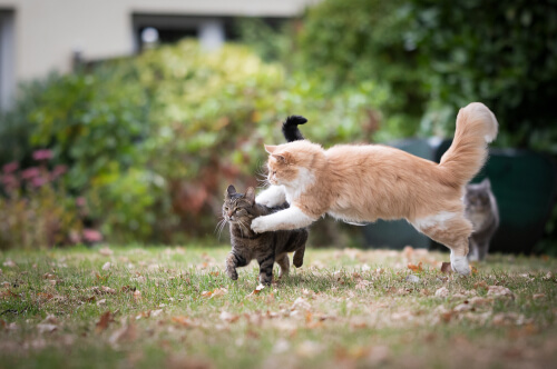 Un'immagine intensa che raffigura due gatti nel mezzo di una lotta, illustrando un momento di potenziale aggressività e conflitto tra i due felini.