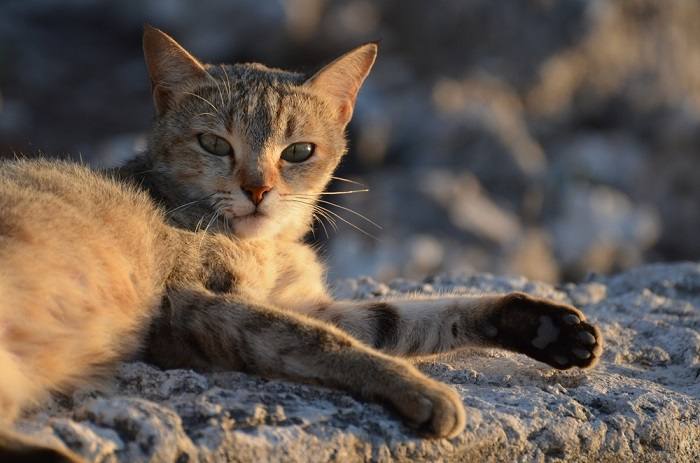 Gatto concentrato nel suo elemento, esempio di intensa attenzione e curiosità.