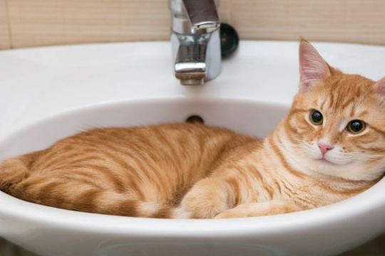 Perché il mio gatto mi fa la guardia quando vado in bagno?