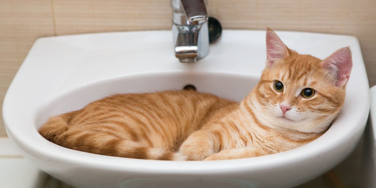 L'immagine ritrae un gatto che esplora l'ambiente del bagno, con l'attenzione rivolta al water e al lavandino.