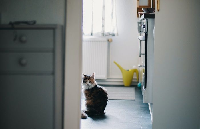 Un gatto esplora distrattamente il bagno, mostrando curiosità mentre esplora l'ambiente circostante, evidenziando la natura curiosa e avventurosa dei compagni felini.