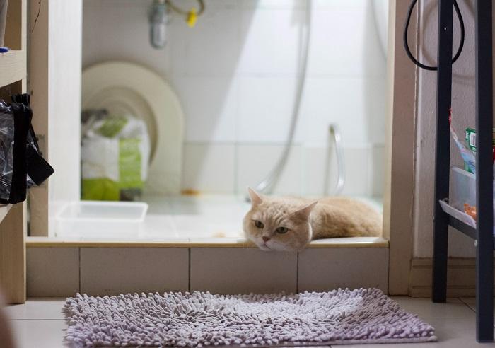 Un gatto è appollaiato con curiosità sul lavandino del bagno, affascinato dall'ambiente circostante e che mostra la sua tendenza a trovare angoli interessanti e insoliti da esplorare.