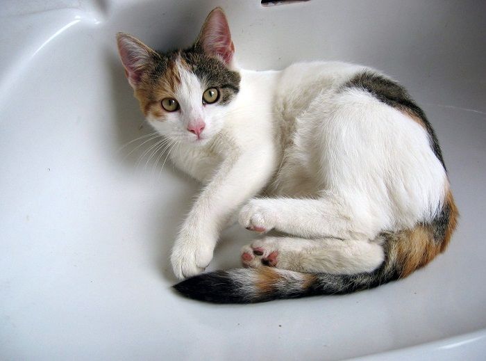 Un gatto che esplora con curiosità l'ambiente del bagno, a dimostrazione della sua natura curiosa e del suo interesse nello scoprire nuovi angoli dell'ambiente circostante.