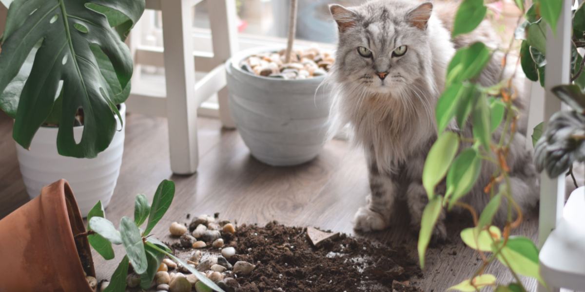 Gatto giocoso che mostra la sua natura curiosa facendo cadere oggetti da una superficie, dando prova di un misto di malizia ed esplorazione.