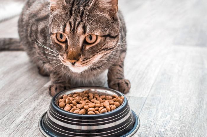 Gatto attento mentre mangia.