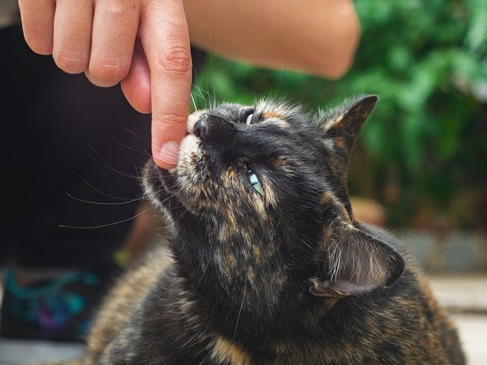 Un gatto che dà un morso d'amore, un gesto affettuoso spesso osservato nei legami e nei giochi felini.