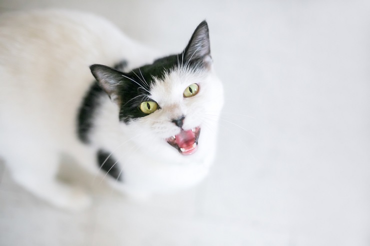 Un soffice gatto bianco con brillanti occhi azzurri che emette un grazioso suono "miao", catturando un momento di comunicazione e fascino felino.