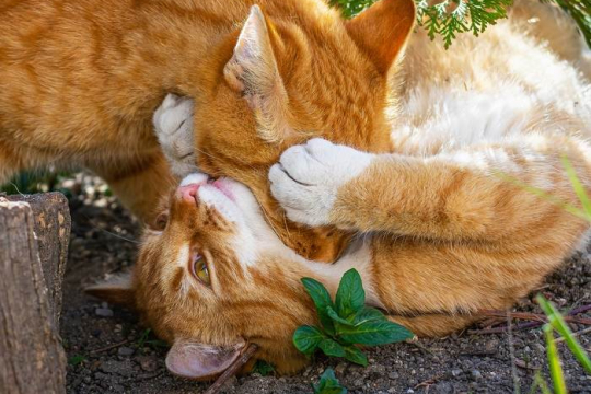 Perché i gatti si mordono il collo a vicenda?