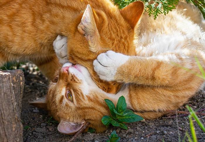 collo di gatto che gioca-compresso