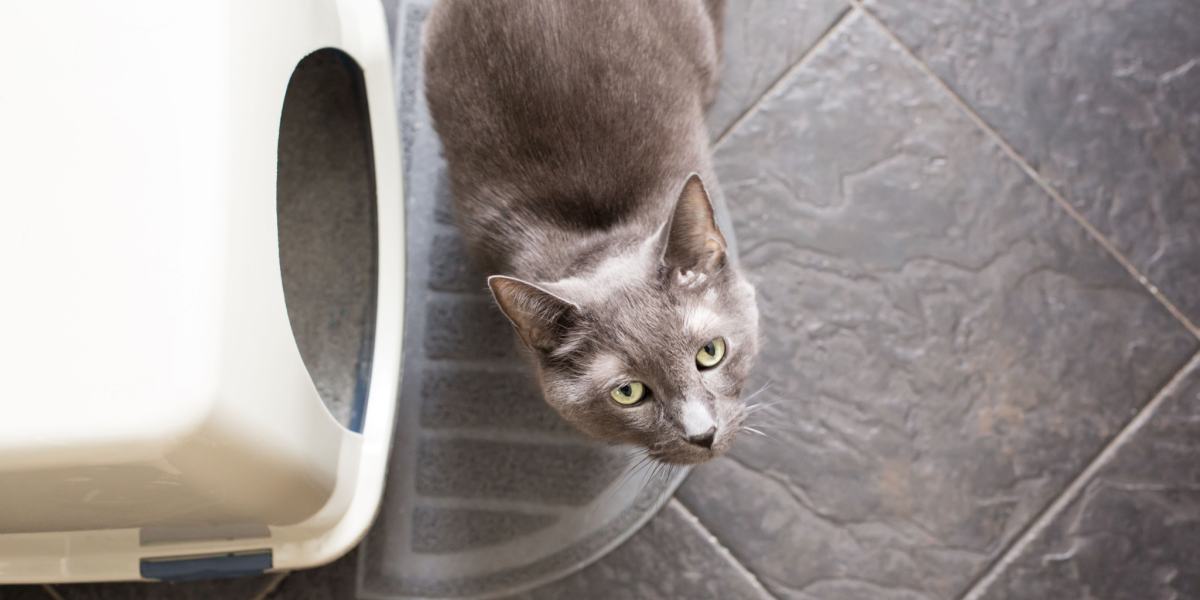 Un gatto accanto alla lettiera, a dimostrazione della vicinanza del gatto alla zona designata per i suoi bisogni.