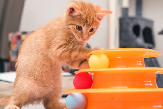 10 Miti popolari sui gatti completamente sfatati da un veterinario