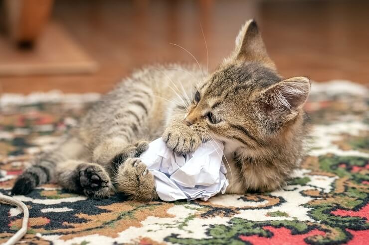 Un gatto soddisfatto e impegnato a giocare, che colpisce con evidente piacere un pezzo di carta spiegazzato, a dimostrazione dei semplici piaceri che catturano la natura giocosa di un gatto.