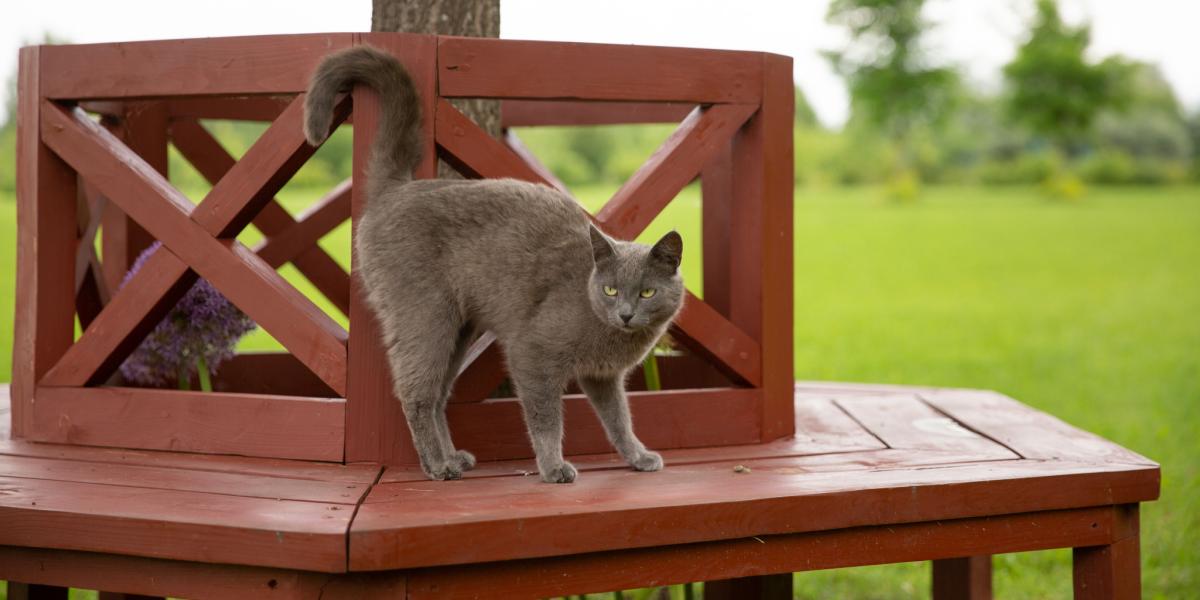 Il gatto mostra il classico comportamento di sollevare il sedere, evidenziando la sua comunicazione attraverso il linguaggio del corpo.