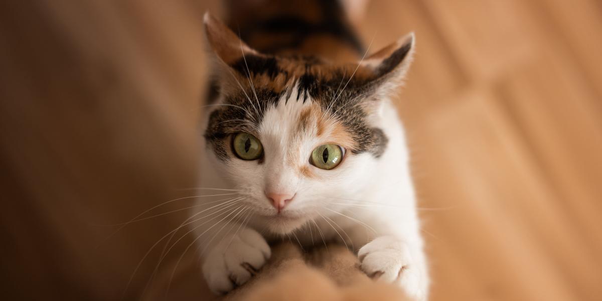 Immagine che ritrae un gatto impegnato a graffiare, utilizzando gli artigli per difendere il territorio e fare esercizio, dimostrando al contempo i naturali istinti felini.