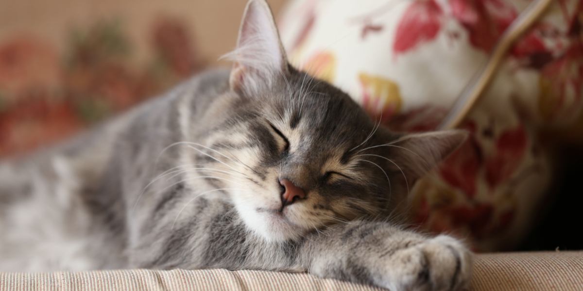 Immagine di un gatto che dorme pacificamente, catturando un momento di serenità e conforto nel suo sonno.