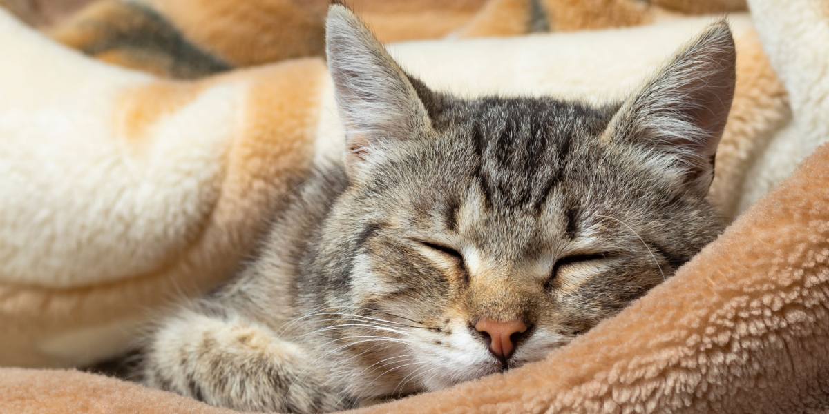 Immagine di un gatto che dorme pacificamente tra le pieghe di una coperta, catturando un momento di riposo sereno e accogliente.