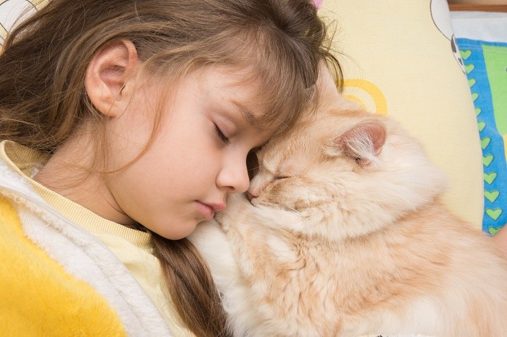 L'immagine ritrae un gatto in una posizione di sonno ristoratrice, con la testa nascosta dentro, a dimostrazione della sua capacità di trovare posizioni comode e sicure per dormire.