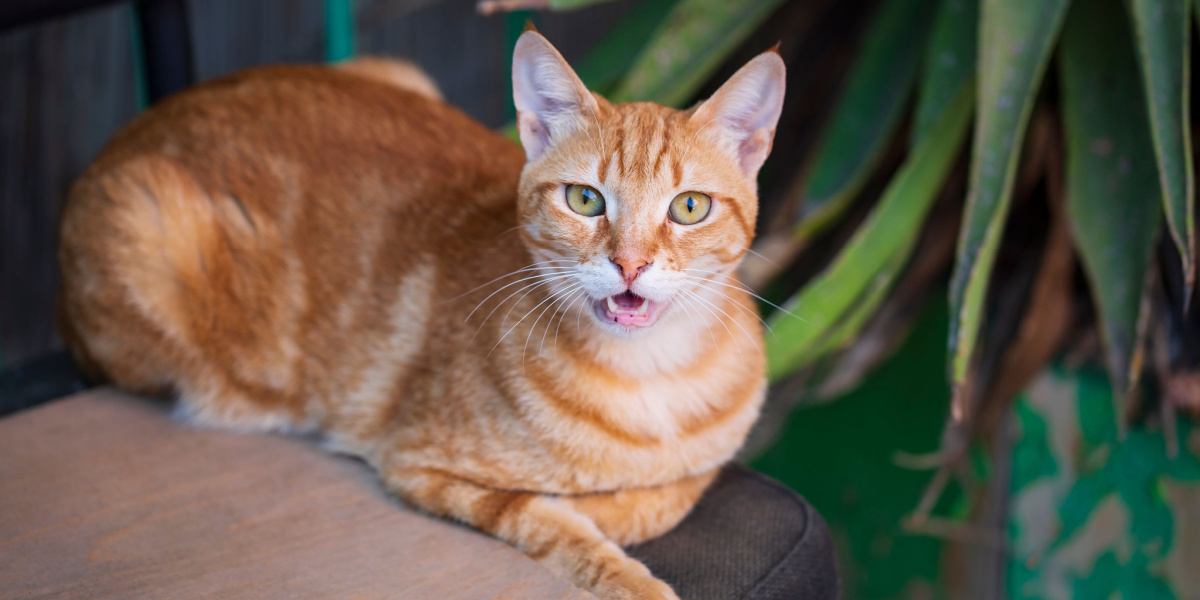 Gatto arancione con espressione giocosa e pelliccia soffice, seduto su una sedia e che si tocca il naso, probabilmente a indicare una reazione allergica.