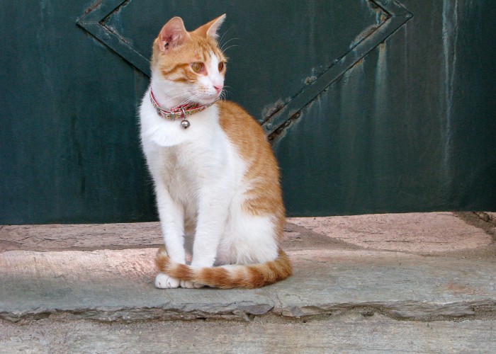 gatto seduto con collare a campanella