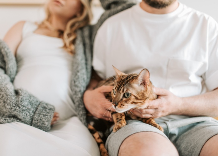 Immagine di un gatto comodamente adagiato tra una coppia, a simboleggiare l'affetto condiviso e la felicità che gli animali domestici possono portare nelle relazioni.