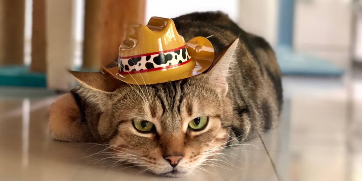 Gatto da cowboy in un'immagine compressa, che incarna uno spirito giocoso e amante del divertimento