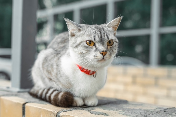 Un'immagine che ritrae un adorabile gatto American Shorthair, che trasuda tenerezza con i suoi occhi espressivi e la sua presenza affascinante.