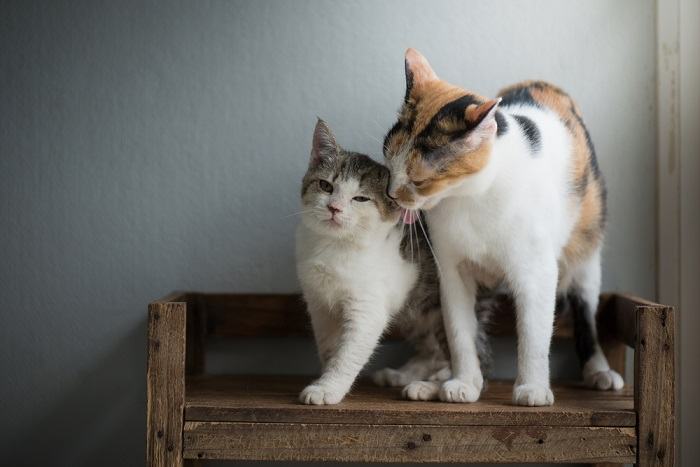 L'immagine presenta una raccolta di adorabili foto di gatti, evidenziando il fascino e l'attrattiva di questi compagni felini.