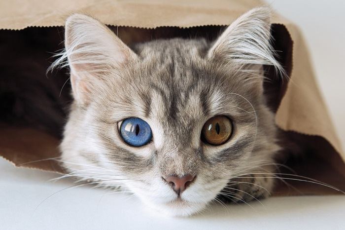 L'immagine di un adorabile gatto grigio, la cui tenerezza è accentuata dalla morbida pelliccia e dall'espressione accattivante.