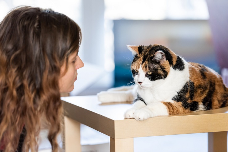 Un gatto seduto accanto a un orologio, a sottolineare l'importanza di trascorrere del tempo con il proprio compagno felino.