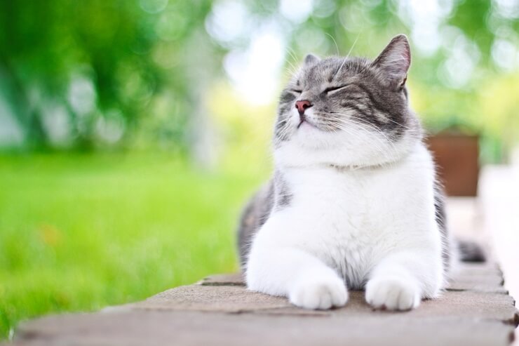 Un gatto coreano allegro, dall'espressione soddisfatta, che irradia felicità e relax.