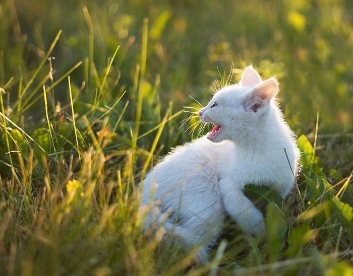 Un giovane gattino feroce, con il pelo irto e un sibilo difensivo, che si impone con audacia di fronte a una sfida percepita, incarnando la natura istintiva del comportamento felino.