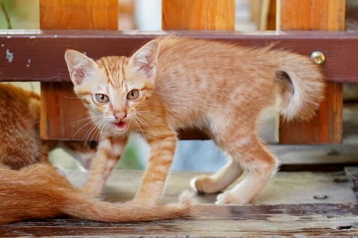 Un gattino sulla difensiva che sibila in risposta a una minaccia percepita.