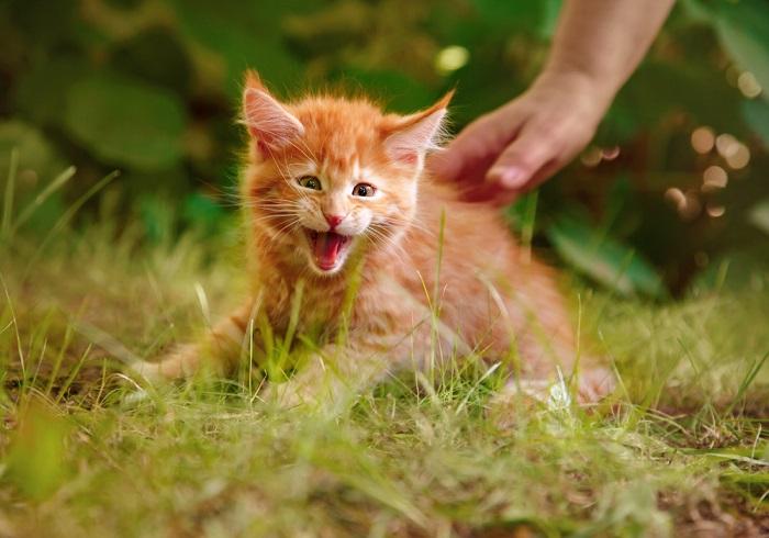 Un adorabile gattino che assume un atteggiamento difensivo, con il pelo ritto e che sibila, a dimostrazione della sua risposta istintiva a una minaccia percepita, pur mantenendo un tocco di innocenza giovanile.