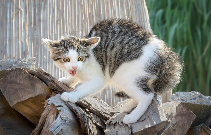 Un'immagine che ritrae un gattino in atteggiamento difensivo.