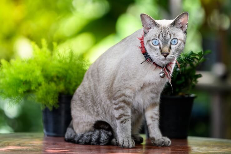 Caratteristico gatto coreano, che riflette l'unicità culturale e il fascino felino.