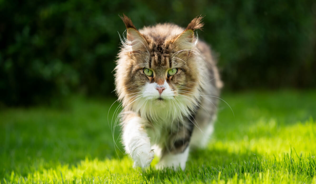 gatto carino coreano