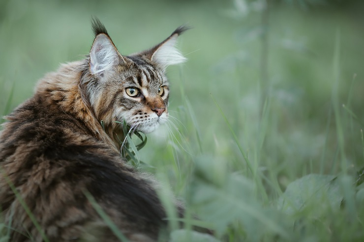 Splendida immagine di un maestoso gatto Maine Coon, che mette in mostra la sua caratteristica pelliccia lunga, le orecchie a ciuffo e i tratti del viso sorprendenti.