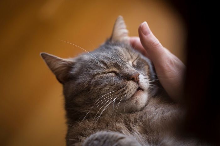 puoi disciplinare un gatto con uno spruzzatore?